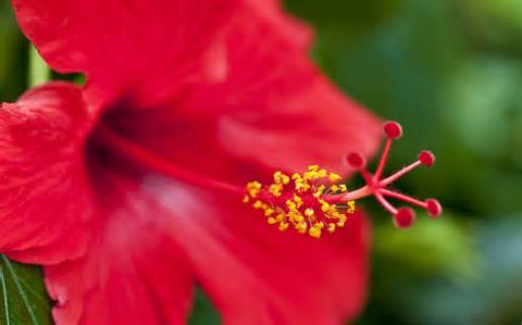 hibiscus-red