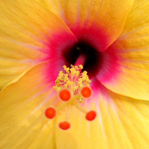 hibiscus-yellow-macro