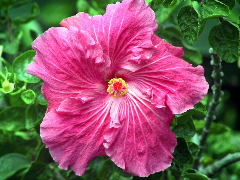 HIBISCUS1