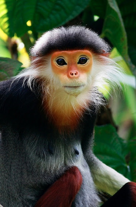l-The-amazing-Red-shanked-Douc-Langur