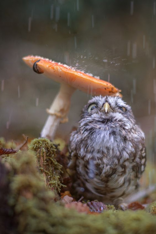 OWL-RAIN