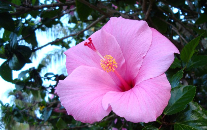 hibscus-pink2