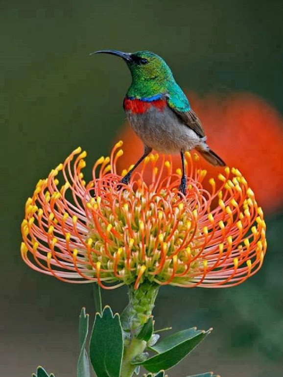 honey-creeper