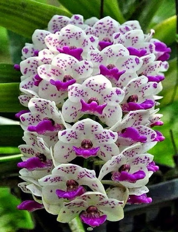 orchid