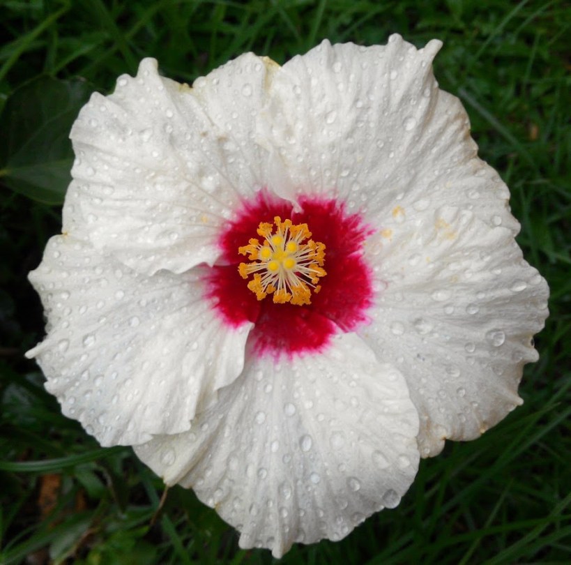 hibiscus-snow