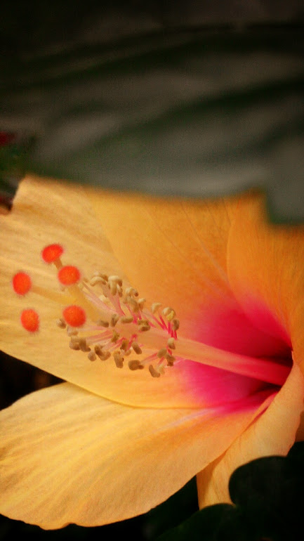 hibiscus