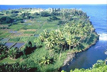 The kalo lo'i in the Hana District ... taro patches of Keanae, Mau'i, Hawai'i 