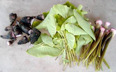 Every part of Kalo can be used as either food or medicine.