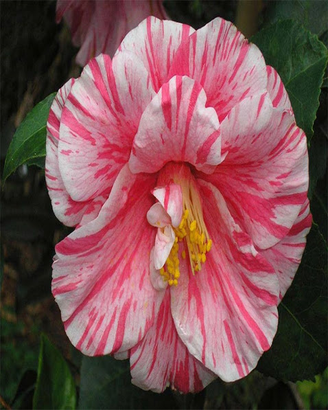 hibiscus1