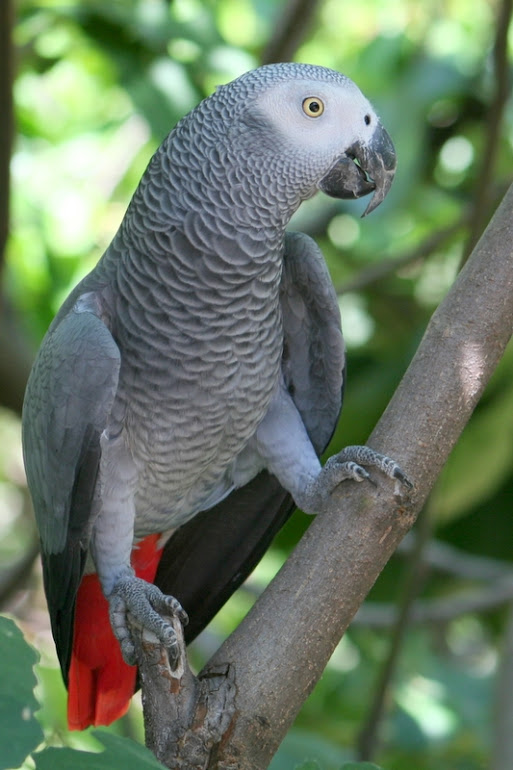 african_grey_parrot