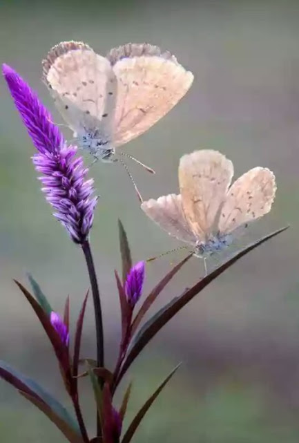 butterflies