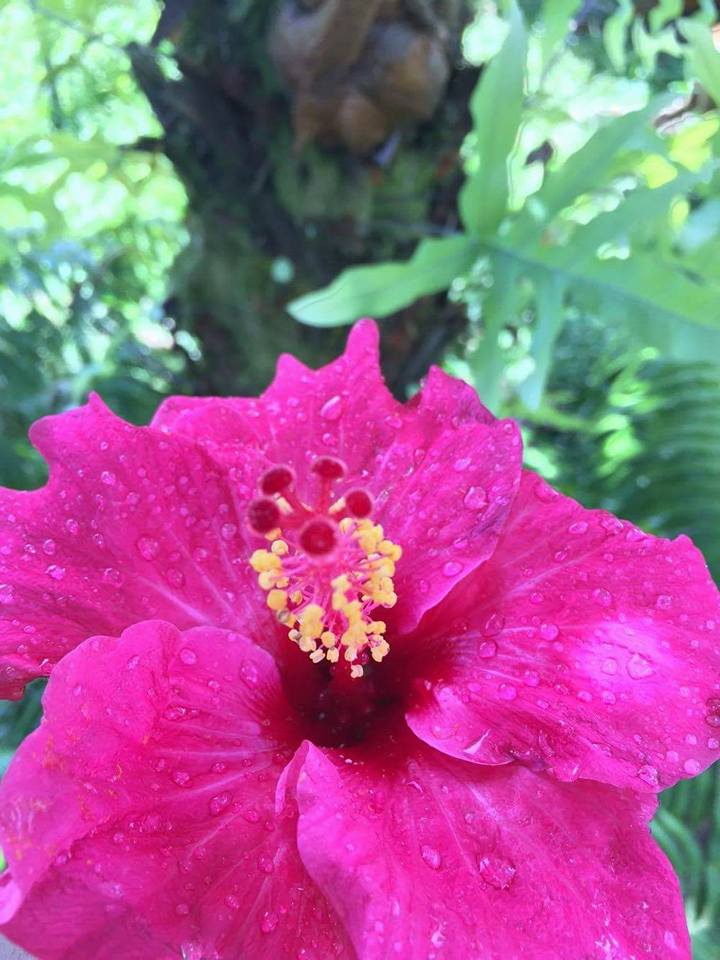 hibiscus