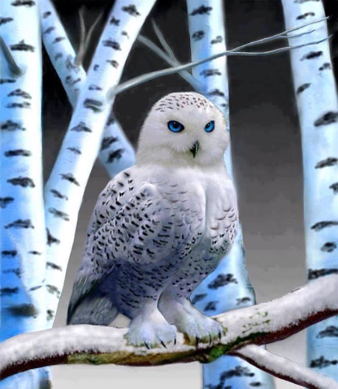 snowy-owl