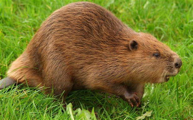 beaver-2_2533418b