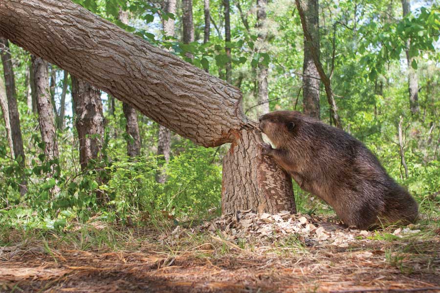 beaver-with-tree