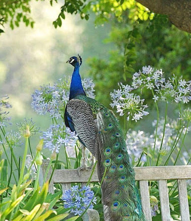 peacock