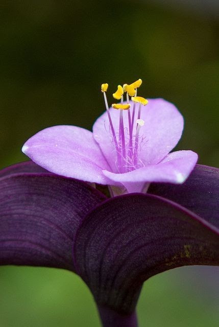 purple-flower