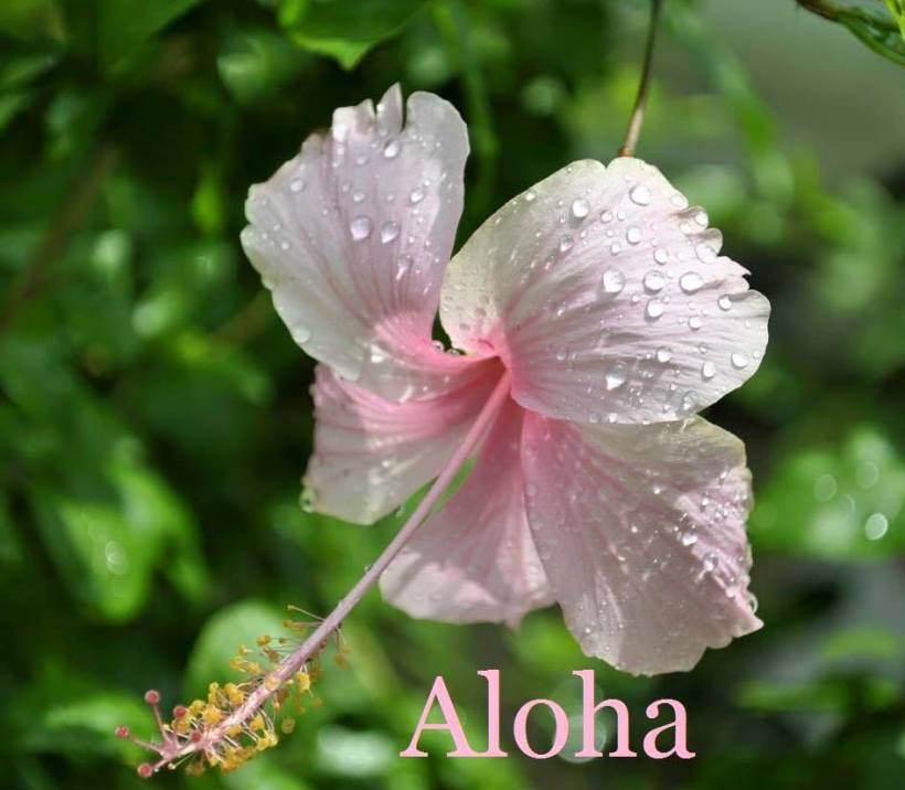aloha-hibis-pink