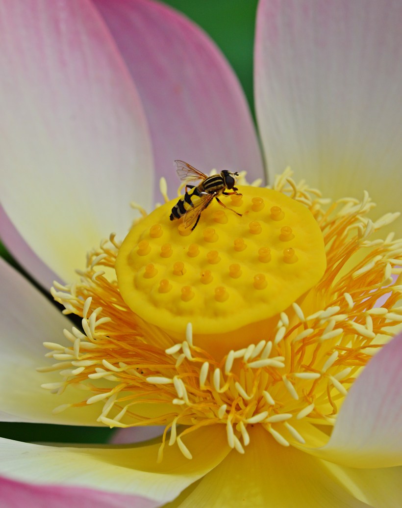 bee-lotus