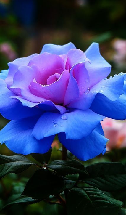 blue-rose