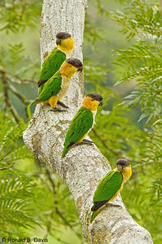 caiques