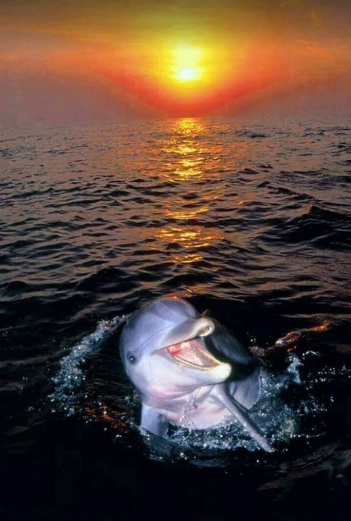 dolphine-sunset-smile