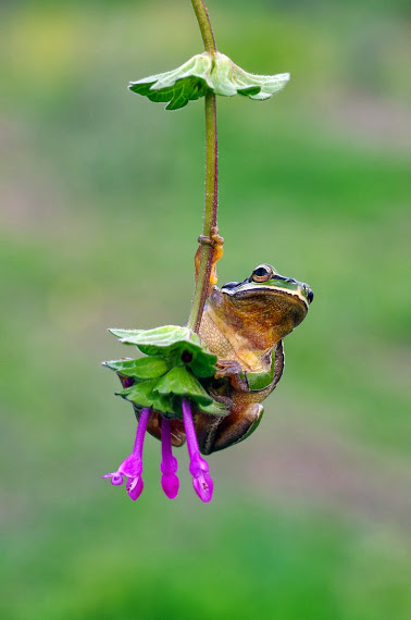 frog-fuschia