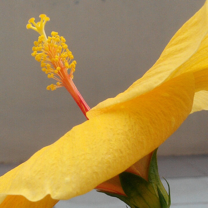 hibiscus-yel-side