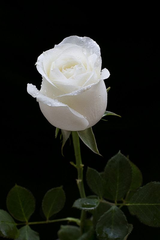 rose-white