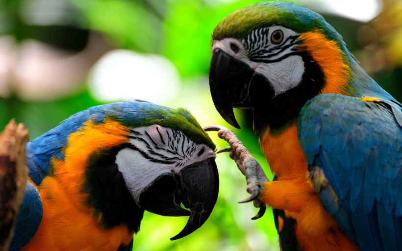parrots-wallpapers-3