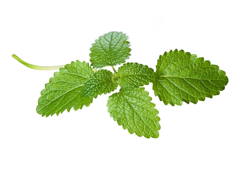 lemon_balm_02