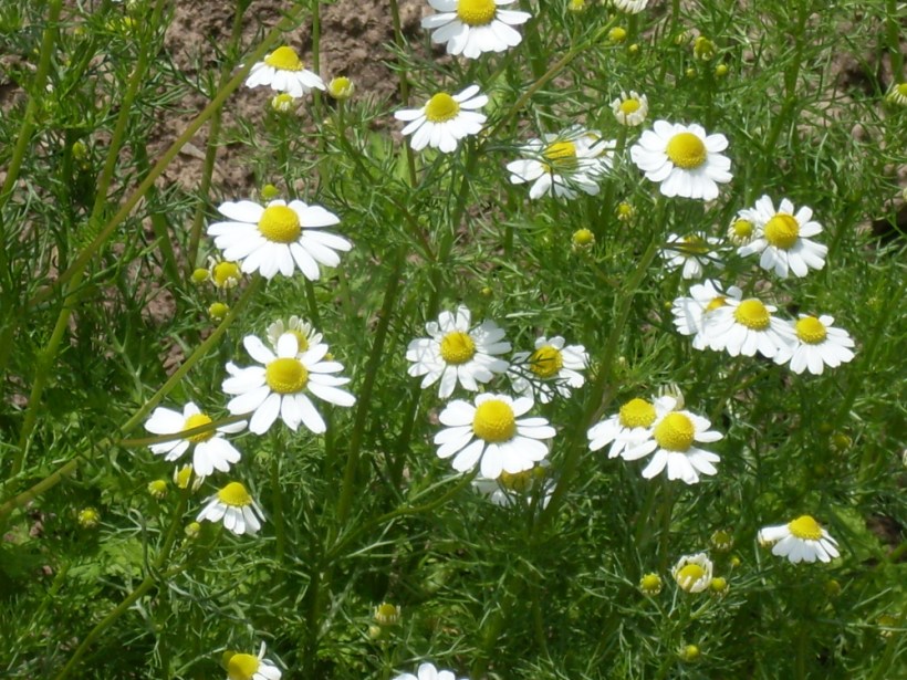 Chamaemelum-German_1