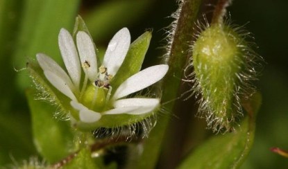 Chickweed
