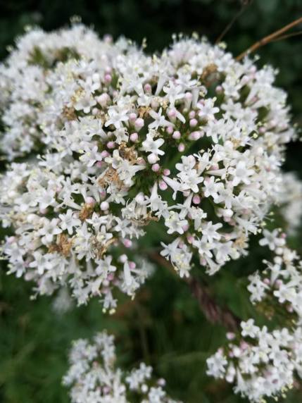 Common Valerian