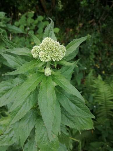 Hemp Agrimony