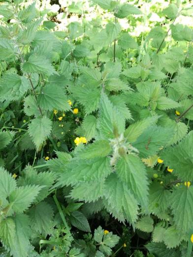 nettle