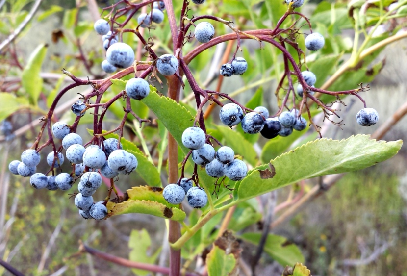 elderberries-af-canyon-3-2013-09-05
