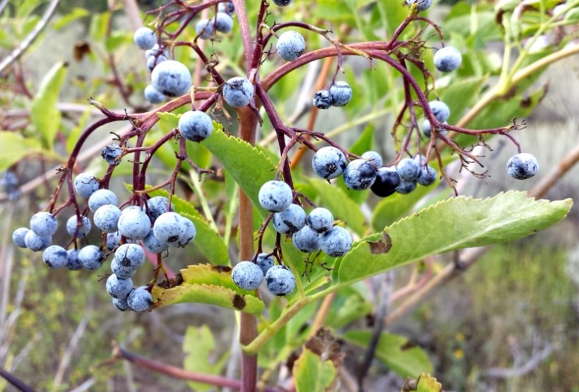 elderberries-af-canyon-3-2013-09-05