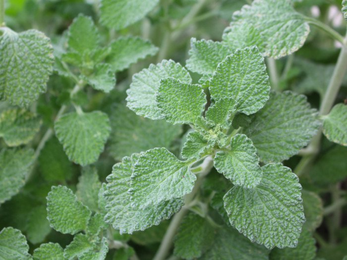 whitehorehound