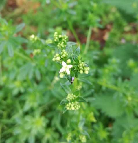 19424042_1534534393265769_3653260863472976148_n