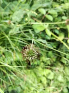 19420873_1534534456599096_5268866910914496289_n