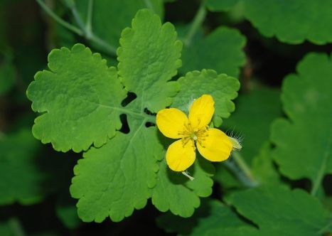 Greater Celendine
