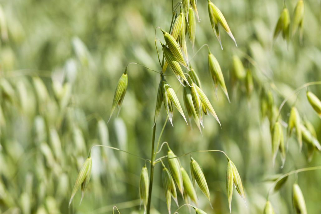 oatstraw