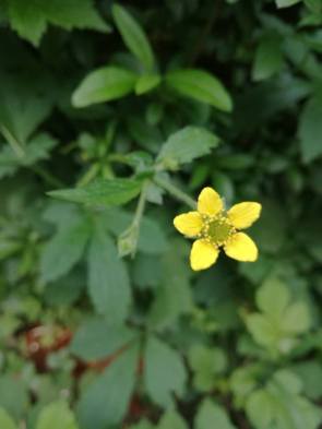 wood avens