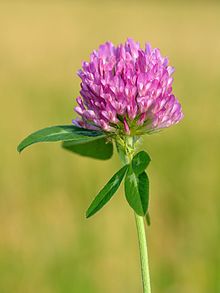 red clover