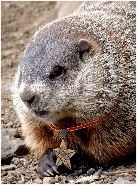 Closeup_groundhog_FA
