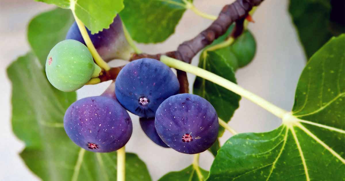 Clinical Efficacy of Fig Extract for Atopic Dermatitis Treatment in ...