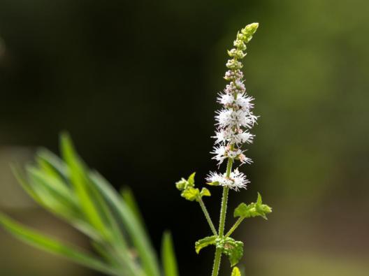 black-cohosh