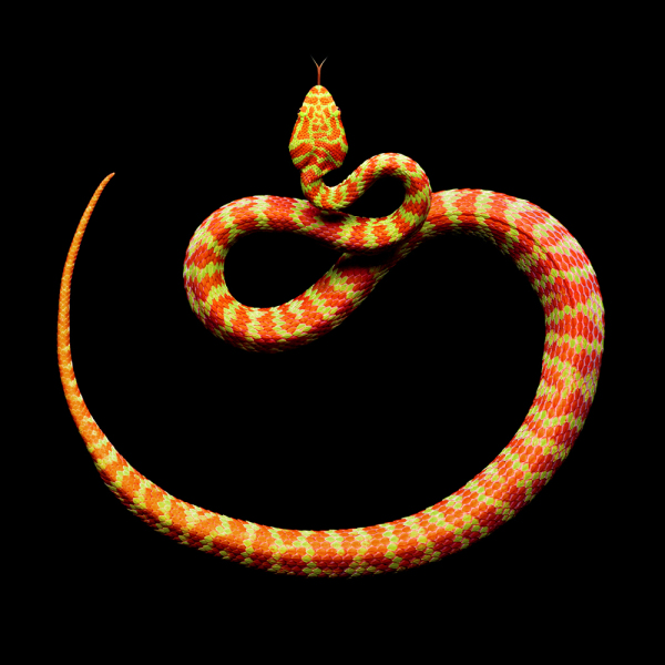 fire snake