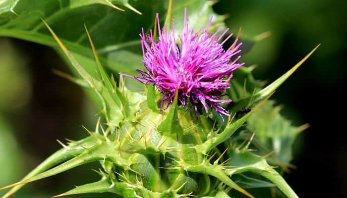 milk-thistle-herb-img